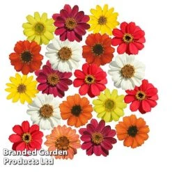 Zinnia 'Profusion Mixed' -Outlet Hompson-morgan Store ZINN PROFUSION S51314