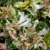 Abelia X Grandiflora 'Sparkling Silver' -Outlet Hompson-morgan Store abel spar1
