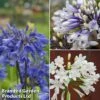 Agapanthus Everpanthus Collection -Outlet Hompson-morgan Store agap trio