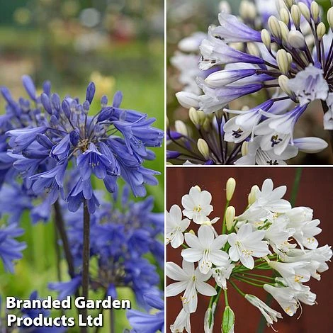 Agapanthus Everpanthus Collection 3 Agapanthus Everpanthus Collection