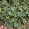 Alchemilla Erythropoda 2 Alchemilla Erythropoda -Outlet Hompson-morgan Store alch ery