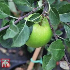 Apple Duo Patio Fruit Trees 8 Apple Duo Patio Fruit Trees -Outlet Hompson-morgan Store apple duo c