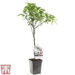 Apple Duo Patio Fruit Trees 9 Apple Duo Patio Fruit Trees -Outlet Hompson-morgan Store apple2