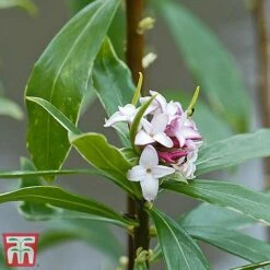 Daphne Odora 'Aureomarginata' -Outlet Hompson-morgan Store aure