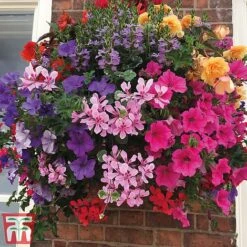 Pre-Planted Hanging Basket Mix 7 Pre-Planted Hanging Basket Mix -Outlet Hompson-morgan Store basket21