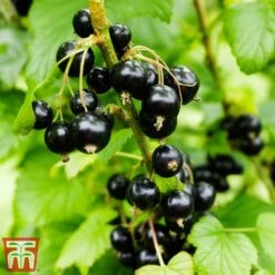 Blackcurrant 'Ben Sarek'