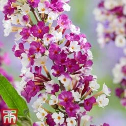 Buddleja 'Berries And Cream' -Outlet Hompson-morgan Store berries