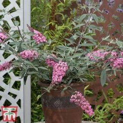 Buddleja 'Pink Cascade' -Outlet Hompson-morgan Store budd casc e