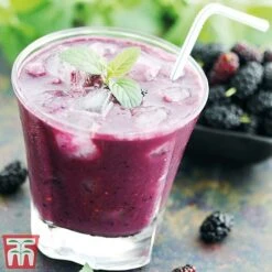 Mulberry 'Charlotte Russe' (Mojo Berry) -Outlet Hompson-morgan Store charl