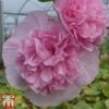 Hollyhock 'Chater's Salmon Pink' -Outlet Hompson-morgan Store chater2