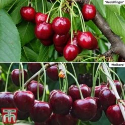 Cherry Patio Duo 'Hedelfinger & Dubbele Meikers'