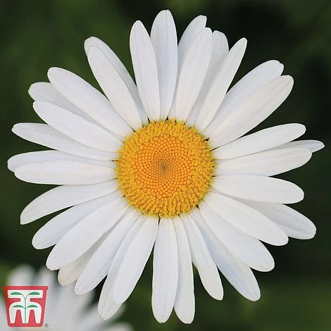 Chrysanthemum 'Silver Princess' 3 Chrysanthemum 'Silver Princess'