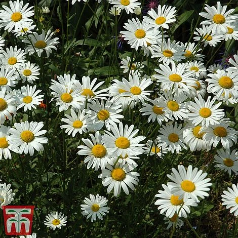 Chrysanthemum 'Silver Princess' 4 Chrysanthemum 'Silver Princess' - Image 2