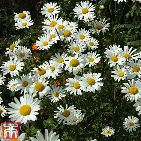 Chrysanthemum 'Silver Princess' 5 Chrysanthemum 'Silver Princess' - Image 3