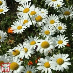Chrysanthemum 'Silver Princess' 9 Chrysanthemum 'Silver Princess' -Outlet Hompson-morgan Store chry silv