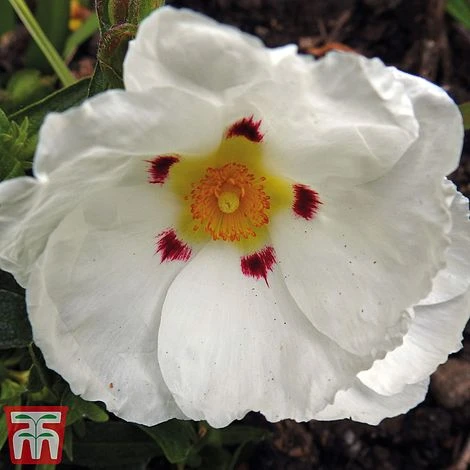 Cistus X Purpureus 'Alan Fradd' 3 Cistus X Purpureus 'Alan Fradd'