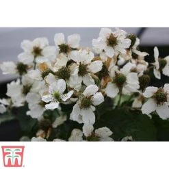 Outlet Hompson-morgan Store -Outlet Hompson-morgan Store coolaris31