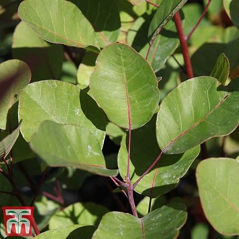 Cotinus Coggygria 5 Cotinus Coggygria - Image 3