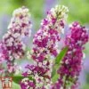 Buddleja 'Berries And Cream' -Outlet Hompson-morgan Store cream
