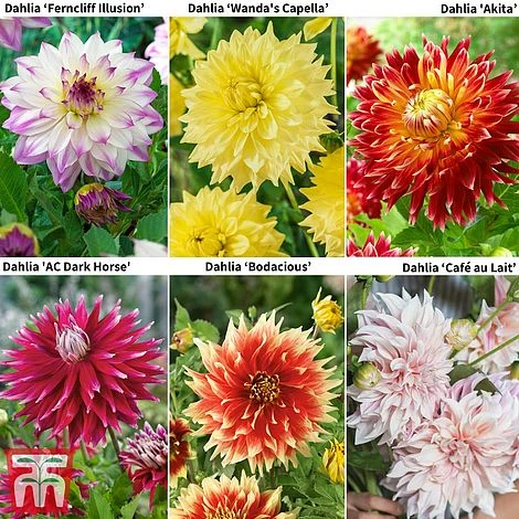 Dahlia 'Dinner Plate' Collection 3 Dahlia 'Dinner Plate' Collection