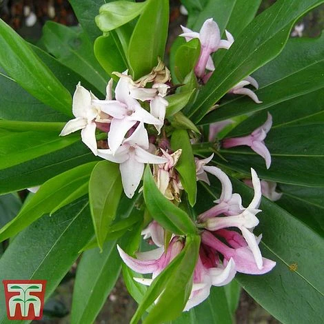 Daphne 'Perfume Princess' 6 Daphne 'Perfume Princess' - Image 4