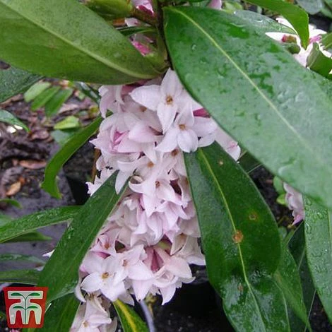 Daphne 'Perfume Princess' 4 Daphne 'Perfume Princess' - Image 2