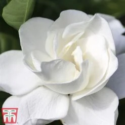 Gardenia 'Deluxe' -Outlet Hompson-morgan Store del