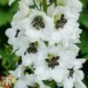 Delphinium Magic Fountains 'White Dark Bee' -Outlet Hompson-morgan Store delp white