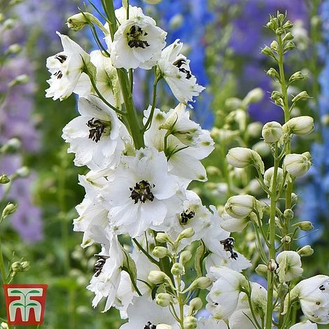 Delphinium Magic Fountains 'White Dark Bee' 4 Delphinium Magic Fountains 'White Dark Bee' - Image 2