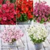Diascia 'Divara Collection' -Outlet Hompson-morgan Store dias coll