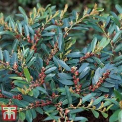 Distylium Myricoides 'Blue Cascade' -Outlet Hompson-morgan Store distylium3