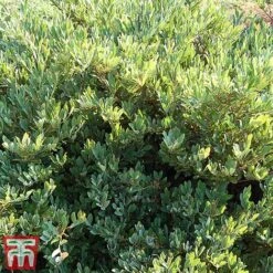 Distylium Myricoides 'Blue Cascade' -Outlet Hompson-morgan Store distylium4