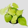 Philodendron Micans Lemon And Lime -Outlet Hompson-morgan Store download206 PhotoRoom