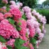 Hydrangea Macrophylla 'Early Pink' -Outlet Hompson-morgan Store early pink