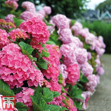 Hydrangea Macrophylla 'Early Pink' 3 Hydrangea Macrophylla 'Early Pink'