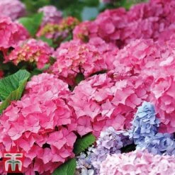 Hydrangea Macrophylla 'Early Pink' 5 Hydrangea Macrophylla 'Early Pink' -Outlet Hompson-morgan Store early pink2