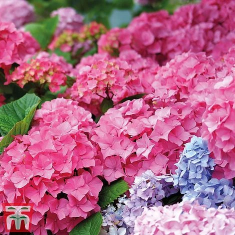 Hydrangea Macrophylla 'Early Pink' 4 Hydrangea Macrophylla 'Early Pink' - Image 2