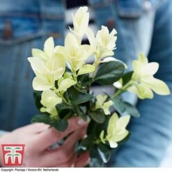 Euonymus Japonicus 'Himalaya' -Outlet Hompson-morgan Store euon hima