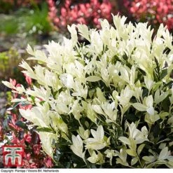 Euonymus Japonicus 'Himalaya' -Outlet Hompson-morgan Store euon hima3