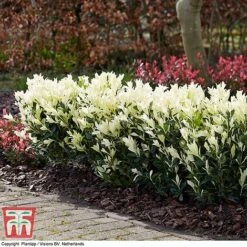 Euonymus Japonicus 'Himalaya' -Outlet Hompson-morgan Store euon hima4