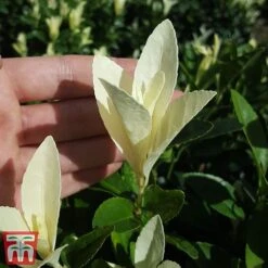 Euonymus Japonicus 'Himalaya' -Outlet Hompson-morgan Store euon hima5