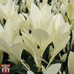 Euonymus Japonicus 'Himalaya' -Outlet Hompson-morgan Store euon hima6