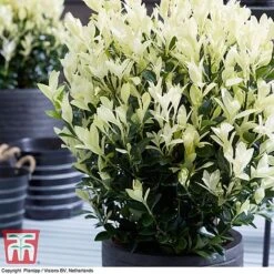 Euonymus Japonicus 'Himalaya' -Outlet Hompson-morgan Store euon hima7