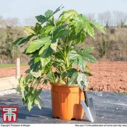 Fatsia Japonica 14 Fatsia Japonica -Outlet Hompson-morgan Store fat jap