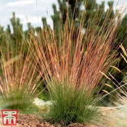 Festuca 'Sunrise' -Outlet Hompson-morgan Store fest sun