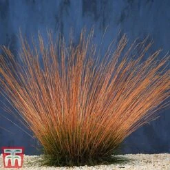 Festuca 'Sunrise' -Outlet Hompson-morgan Store fest sun2