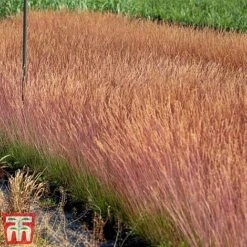 Festuca 'Sunrise' -Outlet Hompson-morgan Store fest sun4