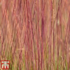 Festuca 'Sunrise' -Outlet Hompson-morgan Store fest sun5