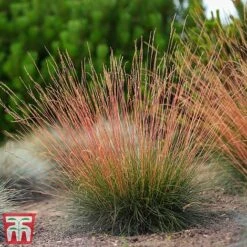 Festuca 'Sunrise' -Outlet Hompson-morgan Store fest sun6