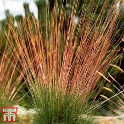 Festuca 'Sunrise' -Outlet Hompson-morgan Store fest sun7